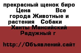 прекрасный щенок биро › Цена ­ 20 000 - Все города Животные и растения » Собаки   . Ханты-Мансийский,Радужный г.